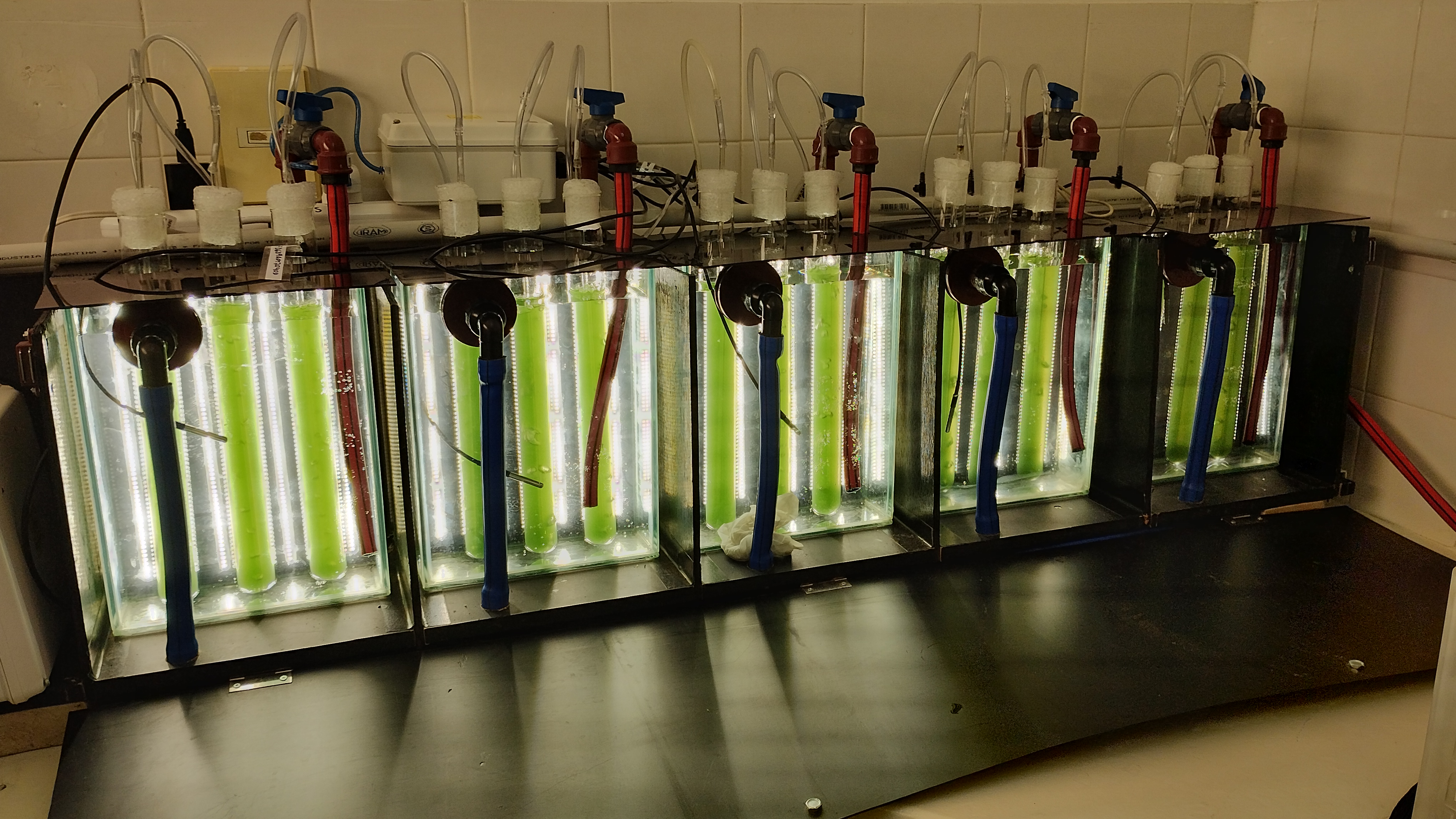 Cultivo de algas en reactores de laboratorio para estudios ambientales