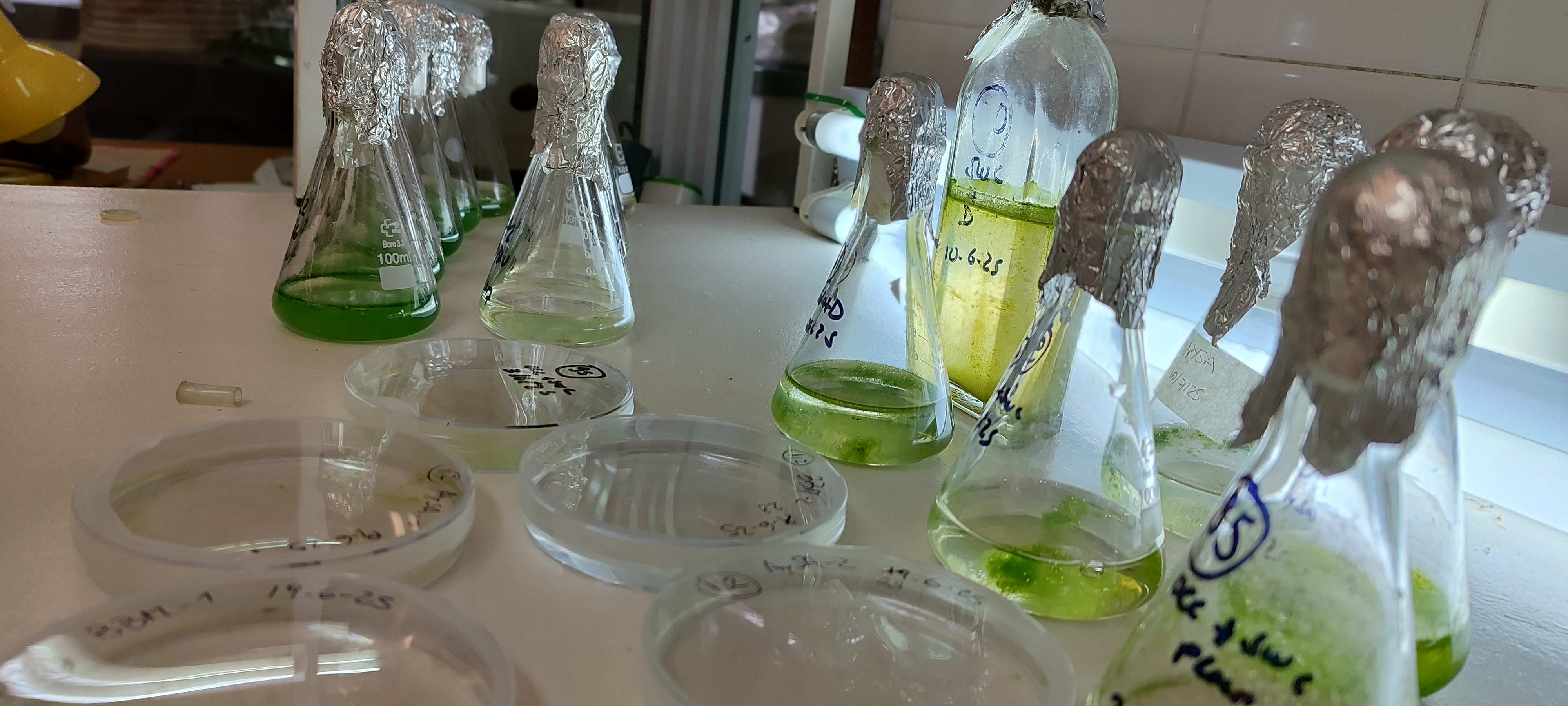 Erlenmeyers con cultivos de algas en el laboratorio de la cátedra de química inorgánica y analítica de fauba