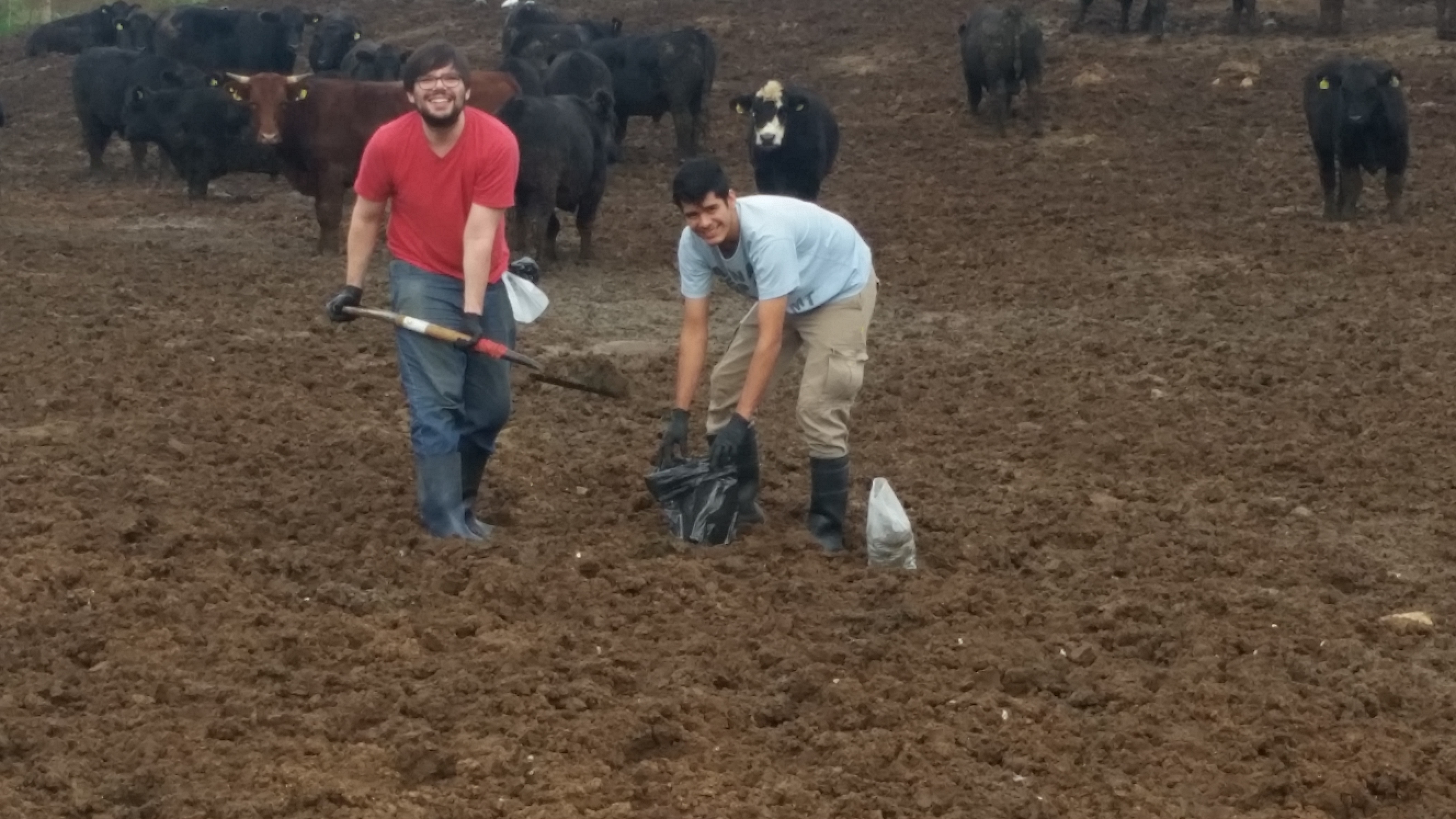 Investigación en sistemas agro-productivos: feedlot