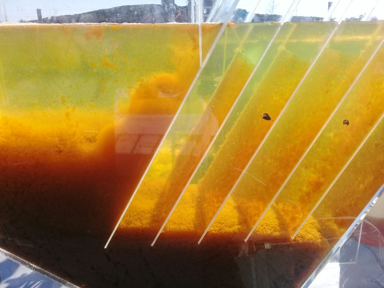 Biofilm
