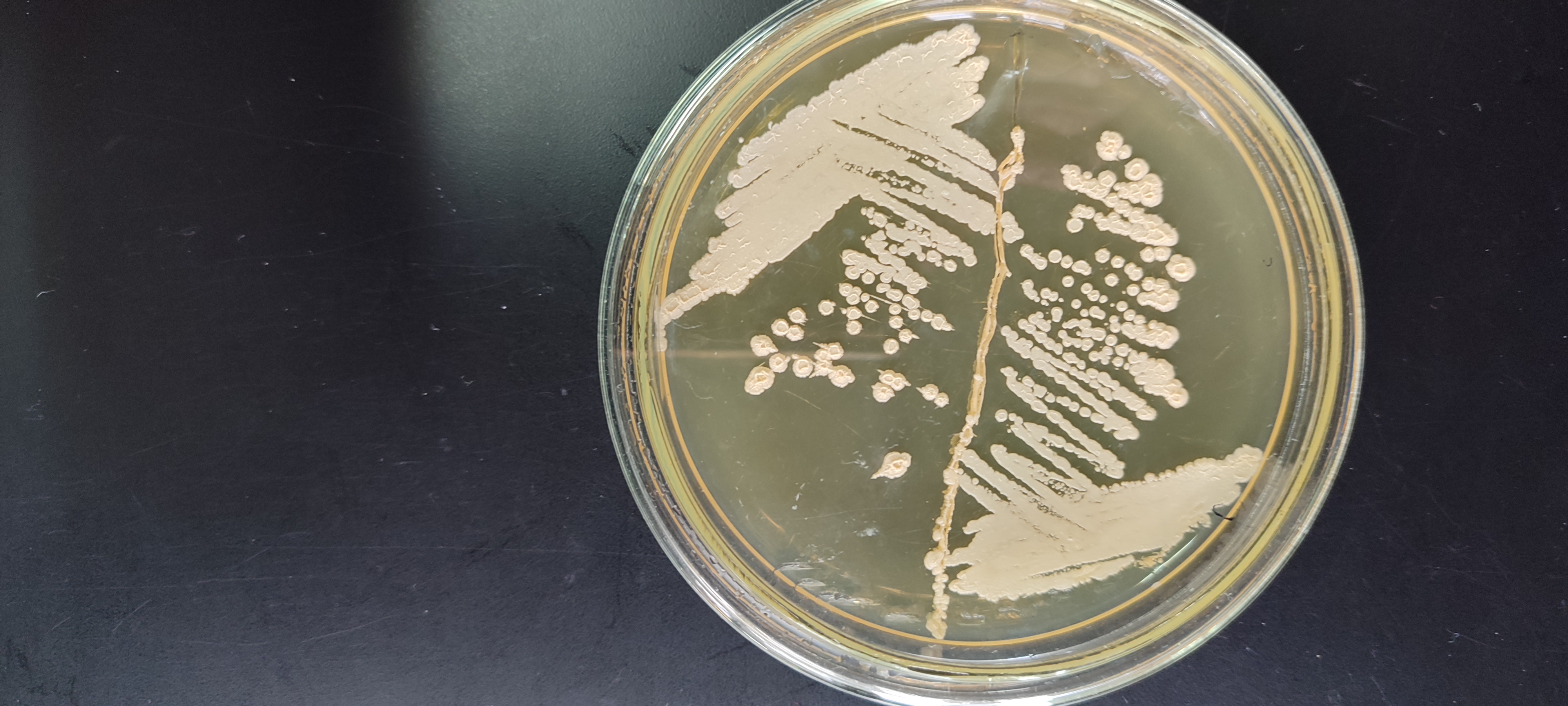 Placa de petri con cultivo de bacterias promotoras del crecimiento