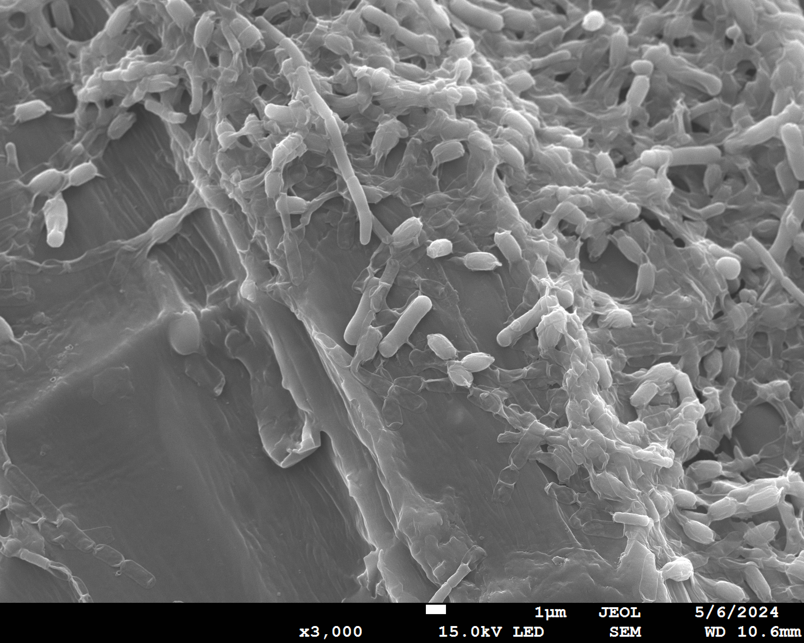 Biofilm
