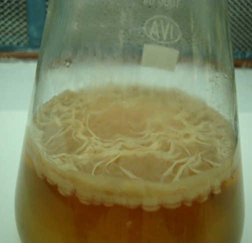 Bacterias formadoras de biofilm